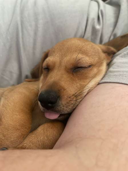 Щенок джек рассел