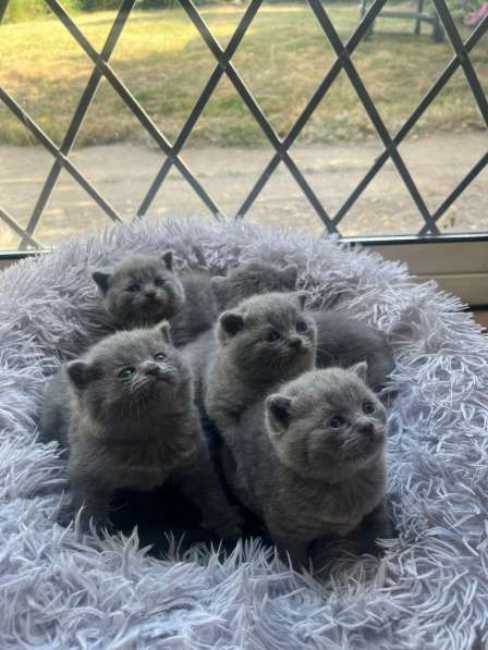 ? Продаются котята British Shorthair – Лондон ?? в фото 3