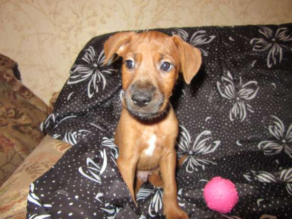 Ирландский терьер в Москве фото 7