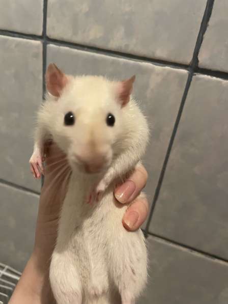 Крыса Дамбо с клеткой в Курске фото 4