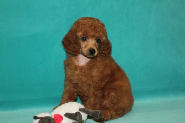 Щенок карликового пуделя в Москве фото 9