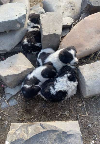 Щенята алабая