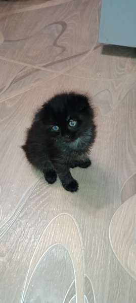 Продам шотландских котят в Красноярске фото 7