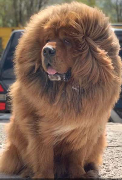 Тибетский мастиф ищет красавицу жену