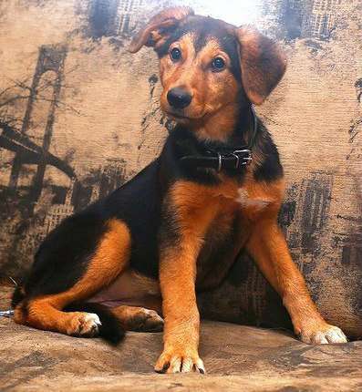 Отдам даром Эмма в добрые руки в Санкт-Петербурге фото 4