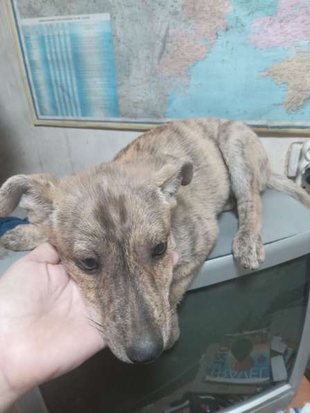 Отдам в добрые руки в 