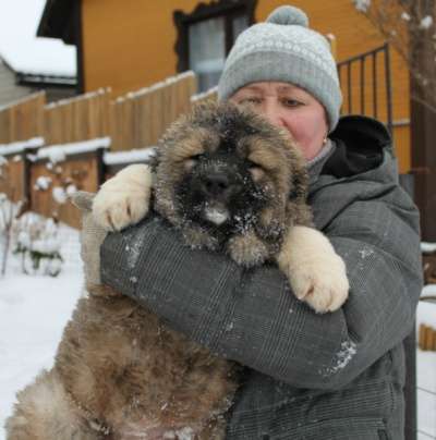 кавказской овчсарки щенок из питомника в Подольске фото 3