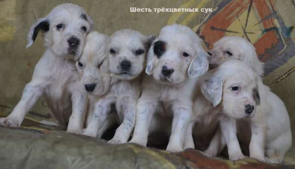 Английский сеттер щенки из элитного питомника в Москве фото 102