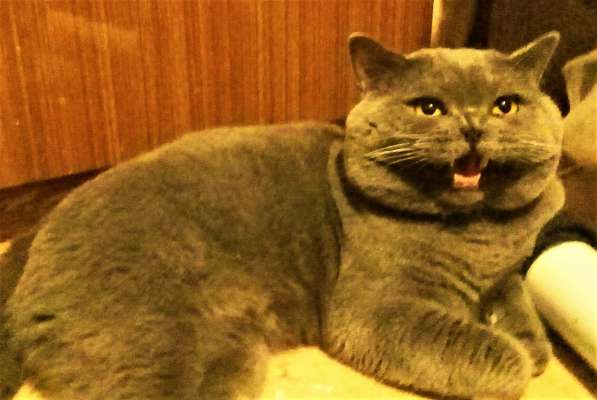 Вязка : Опытный Шотландский кот-Красавец.кот на вязку в Москве фото 7