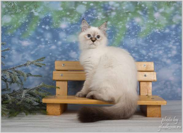 Котёнок Невский Маскарадный в Домодедове фото 4