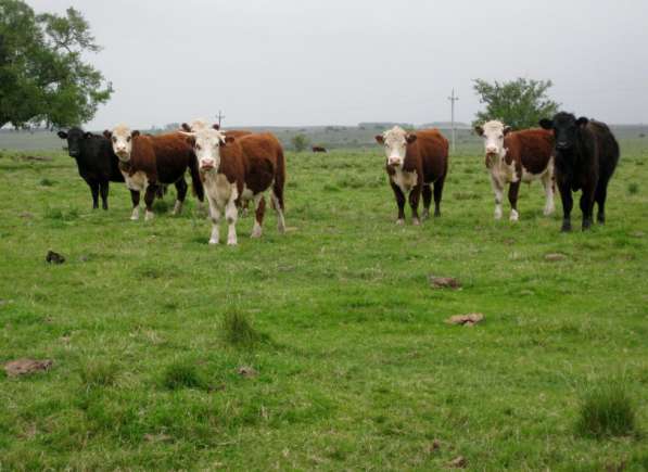 Коровы из России в Сибае фото 21