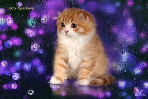 Котенок - счастье в дом в Санкт-Петербурге фото 5