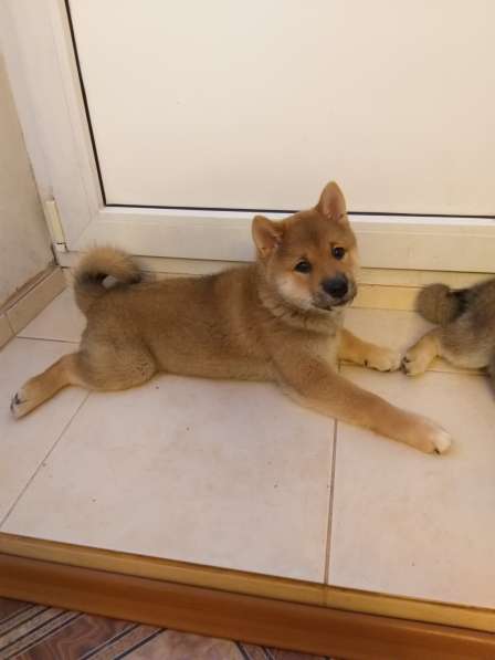 Сиба-ину в Новосибирске фото 6