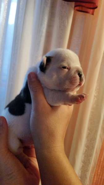 Щенки французского бульдога в Ростове-на-Дону фото 8