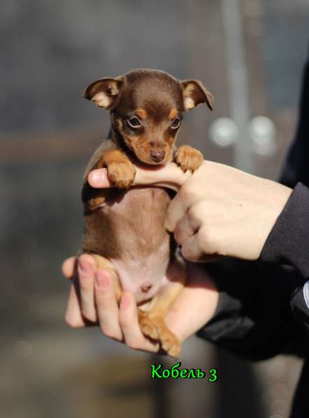 Щенки Русского той -терьера в Новосибирске фото 27