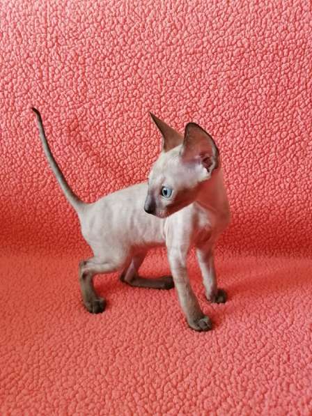 Котята Корниш рекс из питомника в Москве фото 10