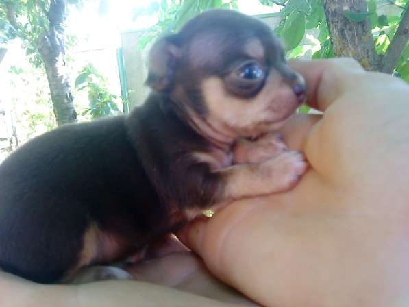 Миниатюрный щенок чихуахуа из питомника. Доставка возможна в Ейске фото 3