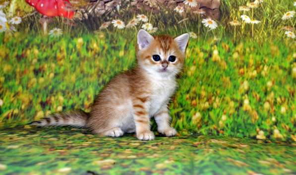 Золотой мальчик ny11 в Москве фото 7