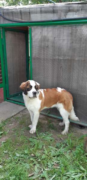 Щенки сенбернара в фото 48