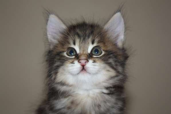 Курильский бобтейл в Санкт-Петербурге фото 11