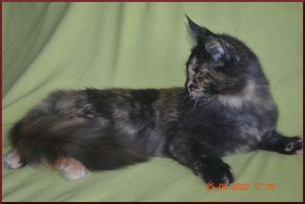 Роскошный черный котик мейн-кун из питомника в Астрахани фото 52
