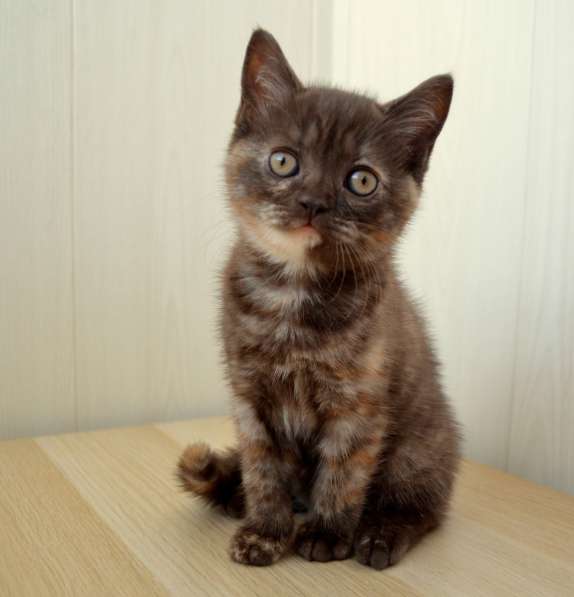 Шотландские котята в Орле фото 3