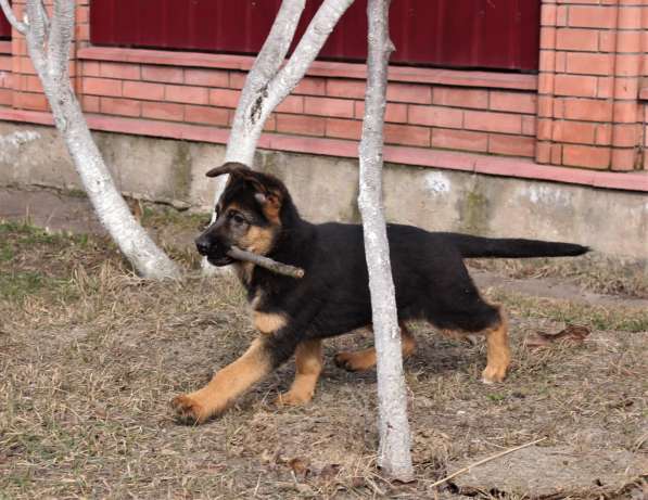 Щенки овчарки Питомник в фото 12