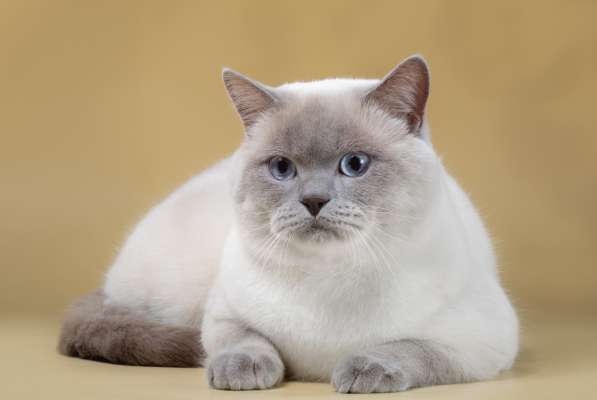 Шикарный молодой Британский кот Шоу-класса в фото 3