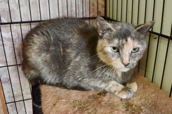 Скромная кошечка Дуня ищет дом! в Москве фото 3