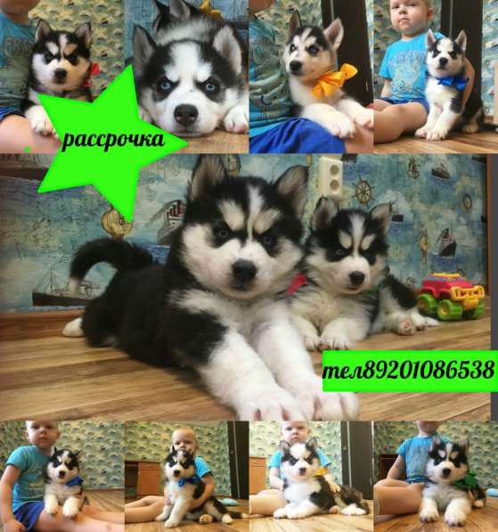 Щеночки Голубоглазые. Черно-белые. Хаски в Угличе