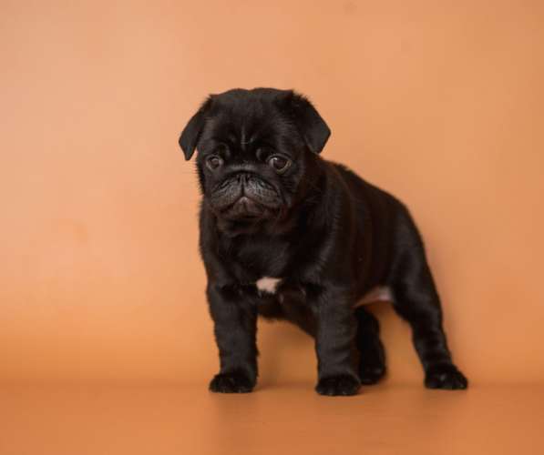 Мопс щенки 70000 руб в Москве