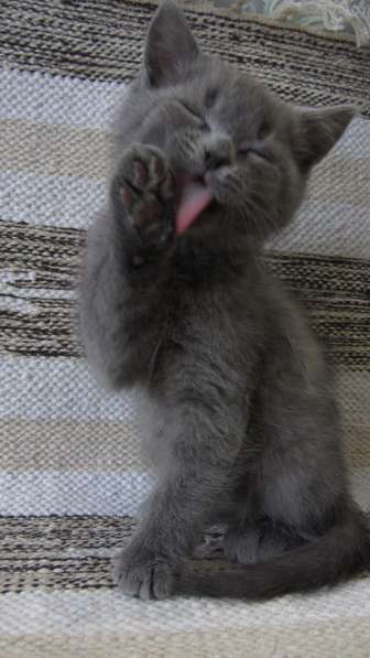 Британский котенок