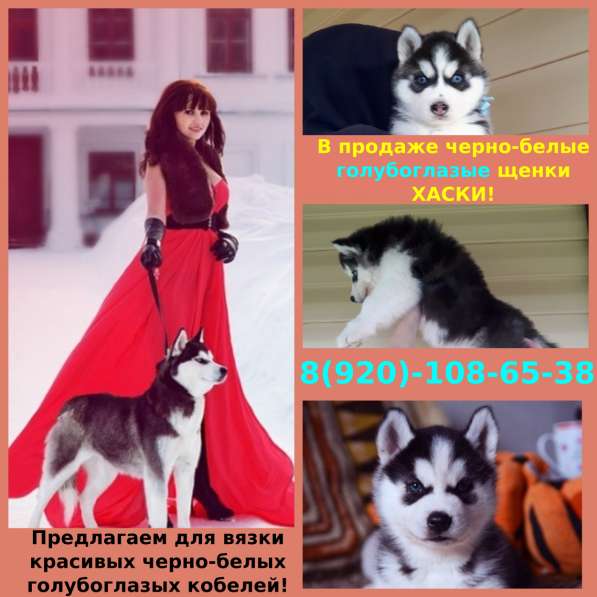 Щеночки сибирской хаски