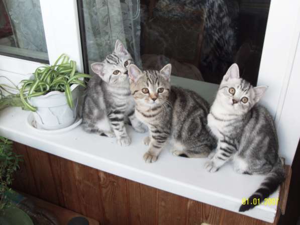 Продаются породистые короткошерстные британские котята в фото 3