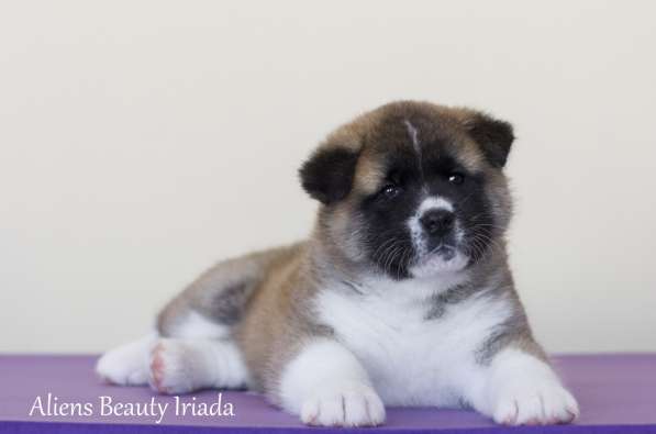 Щенки Американской акиты в Санкт-Петербурге фото 39