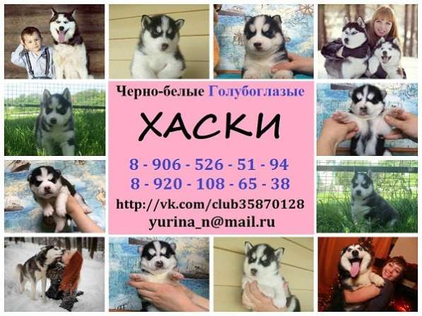 Щеночки хаски черно-белые голубоглазые в Твери