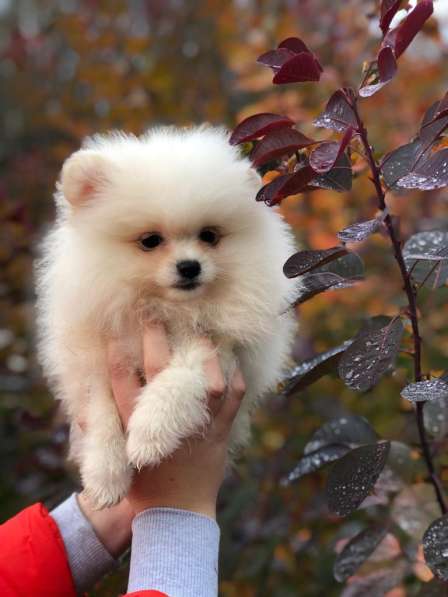 For sale beautiful Pomeranian spitz‼️ в фото 3