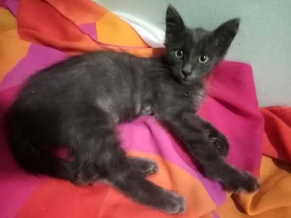 Котенок в добрые руки. Ласкушка Кирюша в Москве фото 22