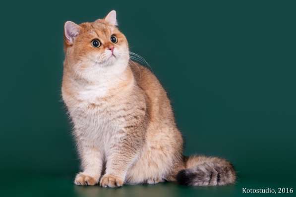 Золотой тикированный кот на продажу в Казани