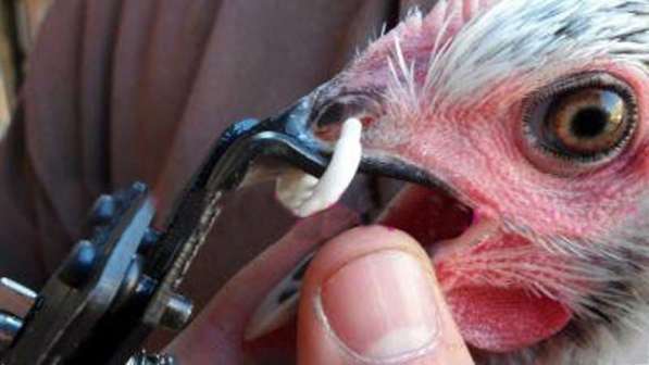 ✔ ✔ Очки от расклёва скобы фазан кеклик куропатка петух куры в Астрахани фото 6
