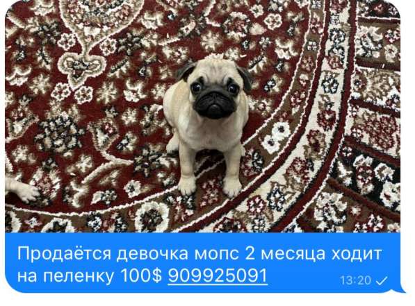 Продаётся девочка мопс