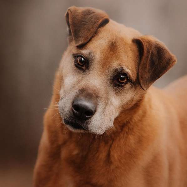 Воспитанный Бисмарк ищет семью