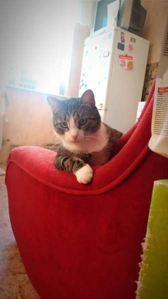 Срочно ищем дом в Москве фото 9