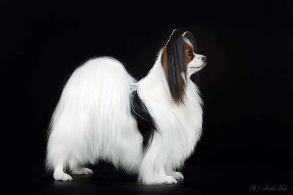 Продается щенок папийона в Краснотурьинске фото 19