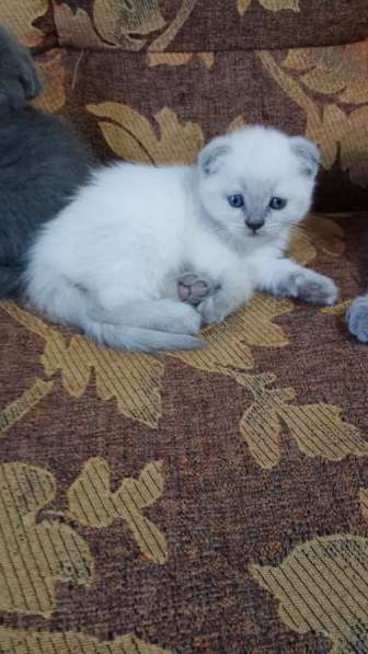 Шотландский котёнок в Зеленограде
