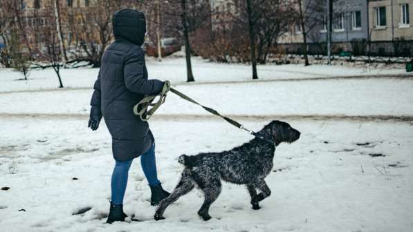 Красотка собака породы Дратхаар в Санкт-Петербурге фото 6