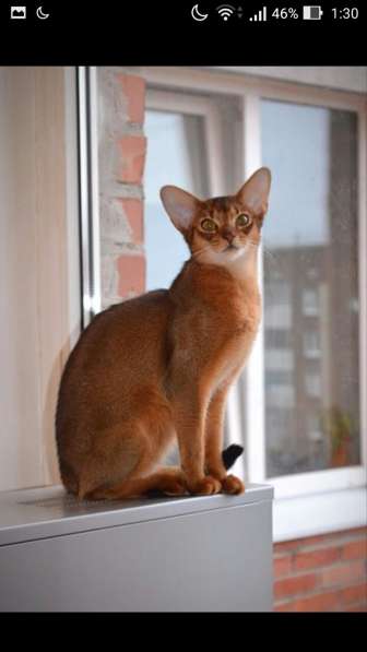 Абиссинскую девочку американских линий в разведение, ищем в Санкт-Петербурге фото 7