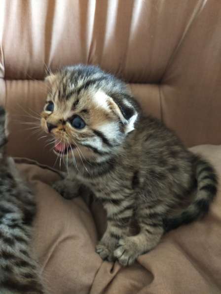 Мраморные шотландские котята в фото 17