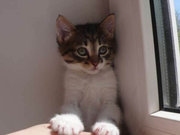 Котята Севастополь. Прекрасная девочка в добрые руки! в Севастополе фото 16