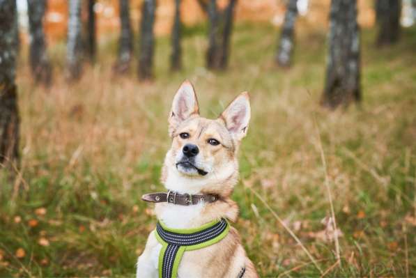 Веселая, озорная Эри ищет семью в Москве фото 12